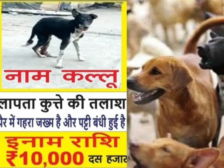 10 हज़ार का इनाम सिर्फ एक कुत्ते के लिए! जानिए कौन है ये कल्लू? 1 who is this kullu engineer announced a reward to find him got posters pasted at 130 places