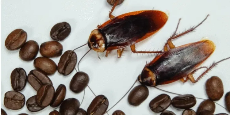 Food Safety and Coffee Contamination
