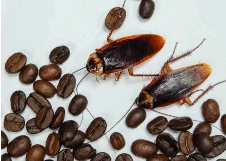 Food Safety and Coffee Contamination