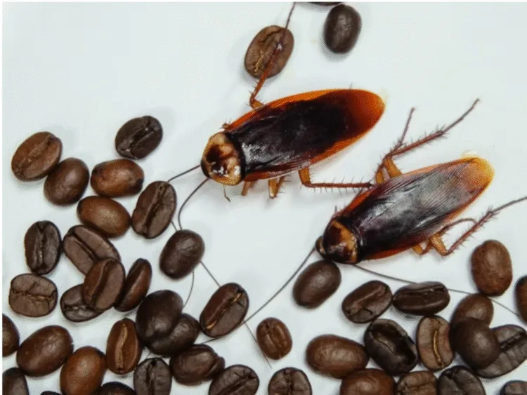 Food Safety and Coffee Contamination