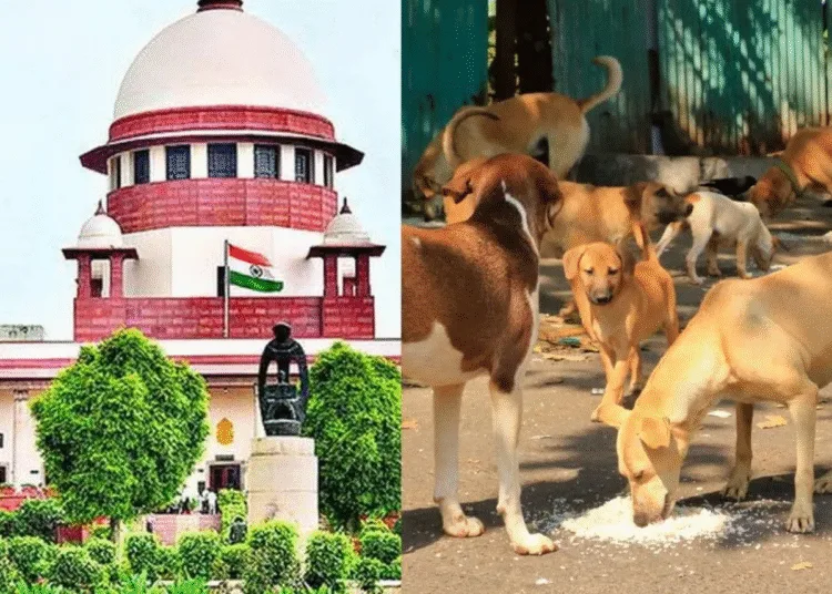 I Will Look Into This supreme court Chief Justice On Stray Dogs order