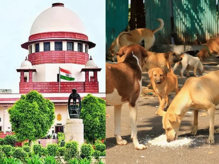 I Will Look Into This supreme court Chief Justice On Stray Dogs order