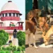 I Will Look Into This supreme court Chief Justice On Stray Dogs order