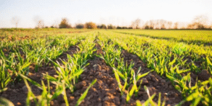 Agri-Businessmen