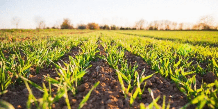 खेती की ओर पंजाब का युवा! CM मान की नीतियों से 1,200+ युवा बने सफल 'कृषि-बिजनेसमैन', 50% सब्सिडी के दम पर पॉलीहाउस से कमाई ₹14 लाख पार! 1 Agri-Businessmen