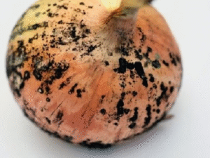 Black Spots on Onion Safety