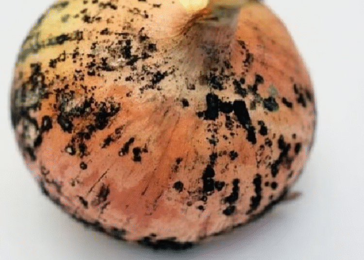 Black Spots on Onion Safety
