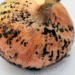 Black Spots on Onion Safety
