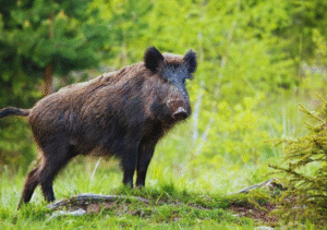 Chandigarh nri arrested wild boar hunting case