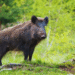 Chandigarh nri arrested wild boar hunting case