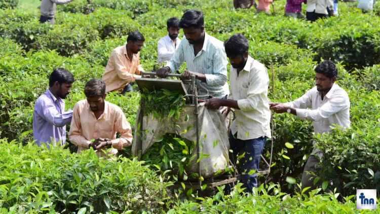 Bihar Tea Farming