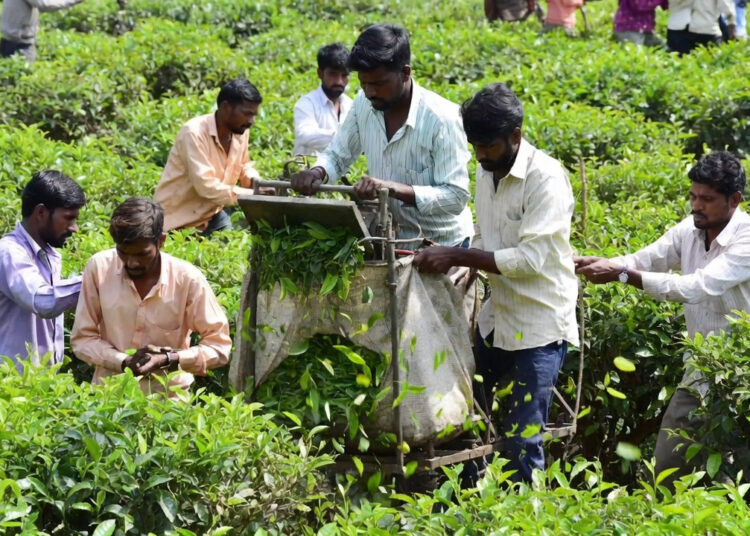 Bihar Tea Farming