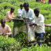 Bihar Tea Farming