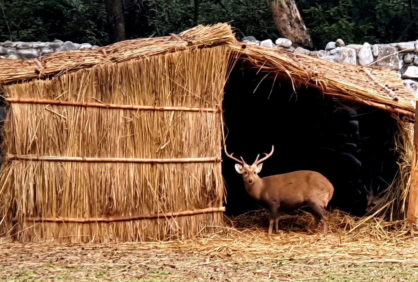 Chhatbir Zoo News: शेरों के लिए रूम हीटर और सांपों के लिए UV लैंप, ठंड से जानवरों को बचाने का 'Masterplan'! 12 Chhatbir Zoo News