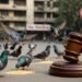 Pigeon Feeding Fine Mumbai