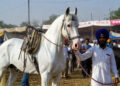 Haryana Horse News: 1 करोड़ में भी नहीं बिका यह सफेद घोड़ा, खाता है बादाम और पीता है दूध! 2 Haryana Horse