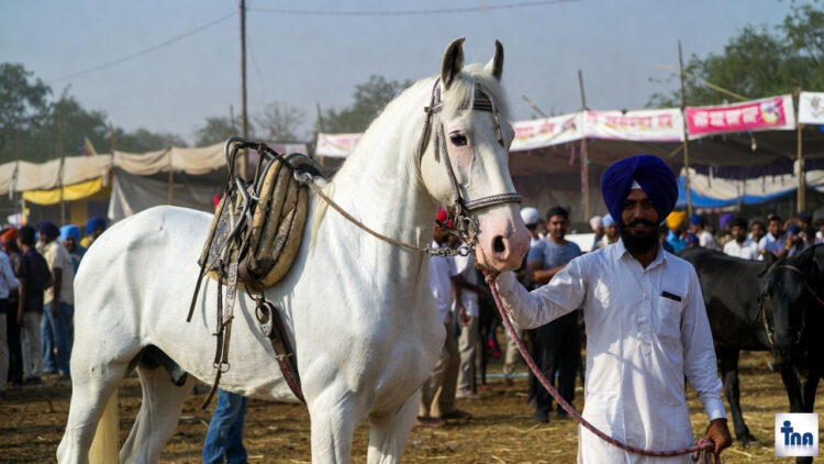 Haryana Horse