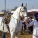 Haryana Horse News: 1 करोड़ में भी नहीं बिका यह सफेद घोड़ा, खाता है बादाम और पीता है दूध! 13 Haryana Horse