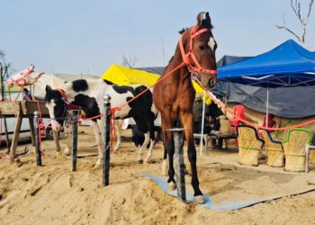Maghi Mela 2026