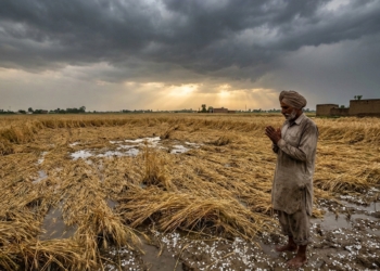 Punjab Crop Damage