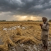 Punjab Crop Damage