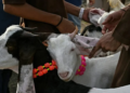 Delhi Bakrid Guidelines: सड़कों पर कुर्बानी पर रोक, 8 सख्त नियम जारी 3 Delhi Bakrid Guidelines