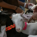 Delhi Bakrid Guidelines: सड़कों पर कुर्बानी पर रोक, 8 सख्त नियम जारी 13 Delhi Bakrid Guidelines