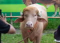 Donald Trump Buffalo