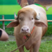 Donald Trump Buffalo: बांग्लादेश में कुर्बानी से ठीक पहले बची जान! 14 Donald Trump Buffalo