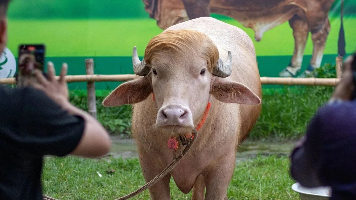 Donald Trump Buffalo