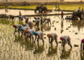 Paddy Transplantation Punjab
