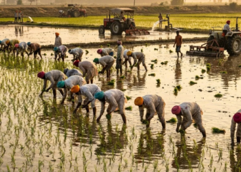 Paddy Transplantation Punjab