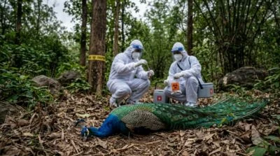 H5N1 Virus Karnataka
