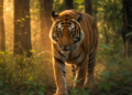 India Tiger Reserves 2026: देश के 58 टाइगर रिजर्व का Complete Map, जानें हर राज्य की पूरी Details 3 India Tiger Reserves 2026