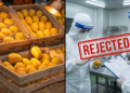Japan Bans Indian Mangoes: 20 साल बाद फिर लगा प्रतिबंध, जानें क्यों 33 Japan Bans Indian Mangoes