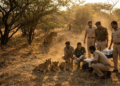 गुजरात Gir Forest में 4 Lion Cubs की मौत, 17 शेरों को किया Isolate 2 Lion_cubs_