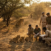 गुजरात Gir Forest में 4 Lion Cubs की मौत, 17 शेरों को किया Isolate 14 Lion_cubs_