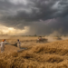 Punjab Weather Alert: कल प्रदेश में तेज आंधी-तूफान का अलर्ट 13 Punjab Weather Alert