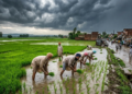 Rain in Punjab