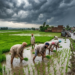 Rain in Punjab: मानसा से मालवा तक मौसम बदला 13 Rain in Punjab