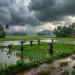Southwest Monsoon 2026 ने पकड़ी रफ्तार, 6 राज्यों में Entry Complete 13 Southwest Monsoon 2026