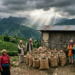 बड़ा संकट! Nepal Tea Crisis में फंसे 3000 किसान, भारत के नए नियम बने वजह 12 Nepal Tea Crisis