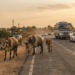Stray Animals Supreme Court: सड़क हादसों के लिए मुआवजा तय करे सरकार, SC का बड़ा आदेश 12 Stray Animals Supreme Court