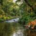 Tiger Conservation Flood Prevention: बाघ नहीं तो शहरों में बाढ़! कैसे टाइगर्स बचाते हैं नदियों को 12 Tiger Conservation Flood Prevention