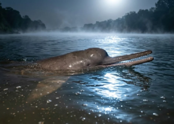 Ganga Dolphin Moon Behavi