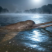Ganga Dolphin Moon Behavi